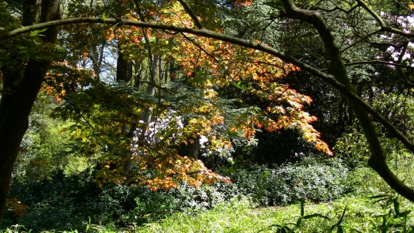 Bois des Moutiers (208) Mai 2012